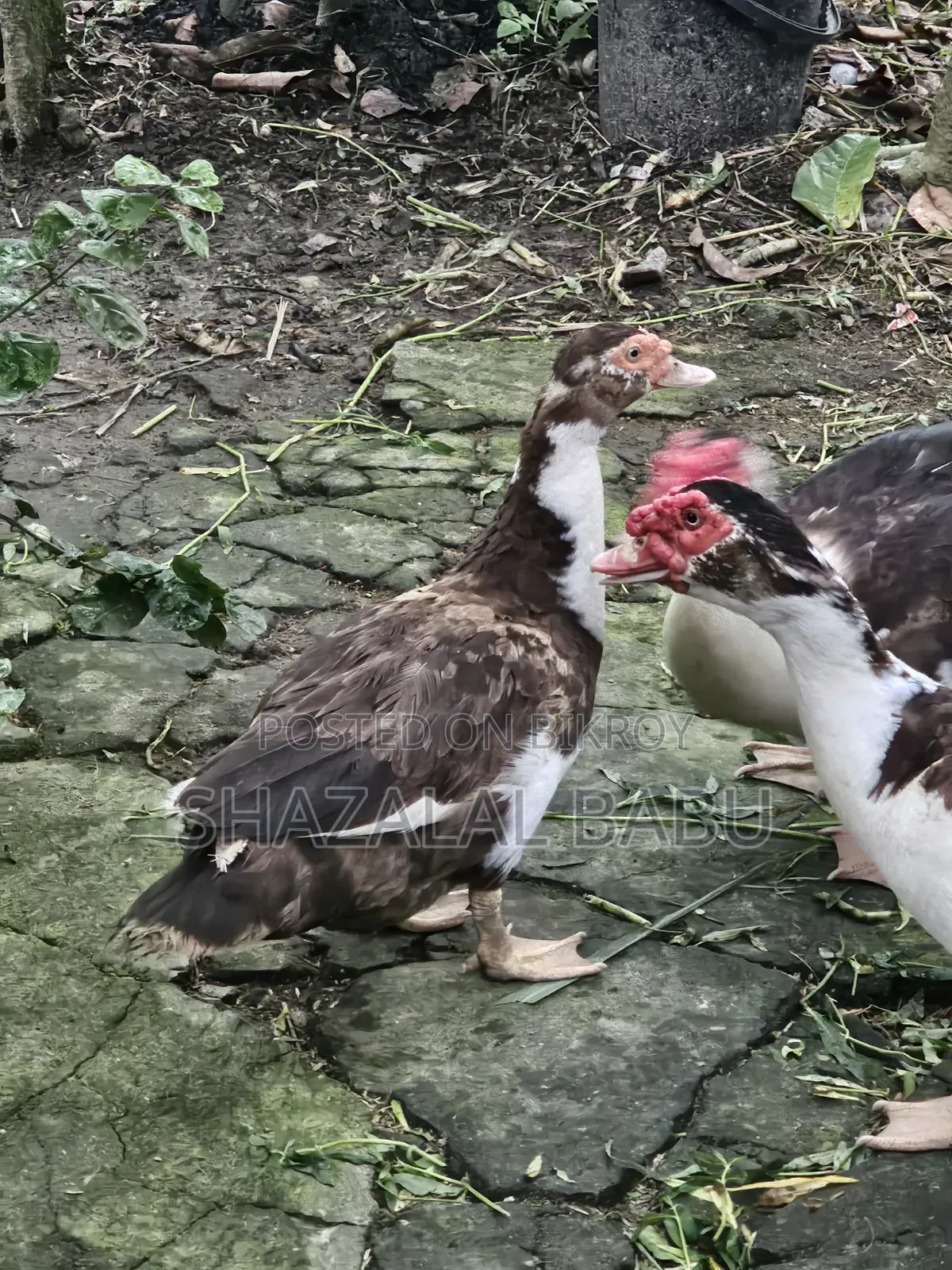 7 Muscovy ducks