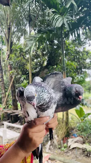 Pigeons for sale