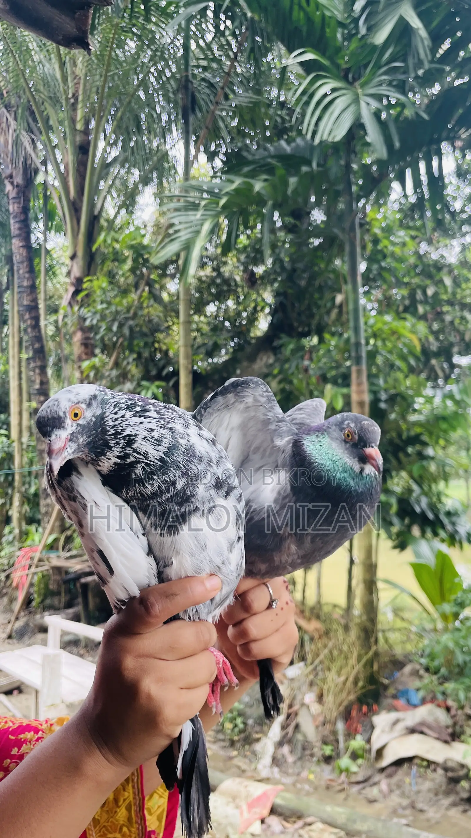 Pigeons for sale