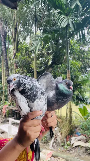 Pigeons for sale
