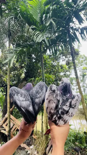 Pigeons for sale