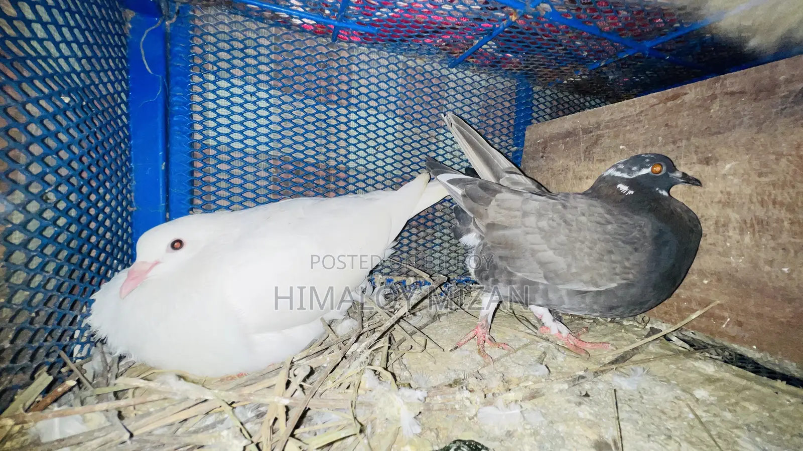 Pigeons for sale
