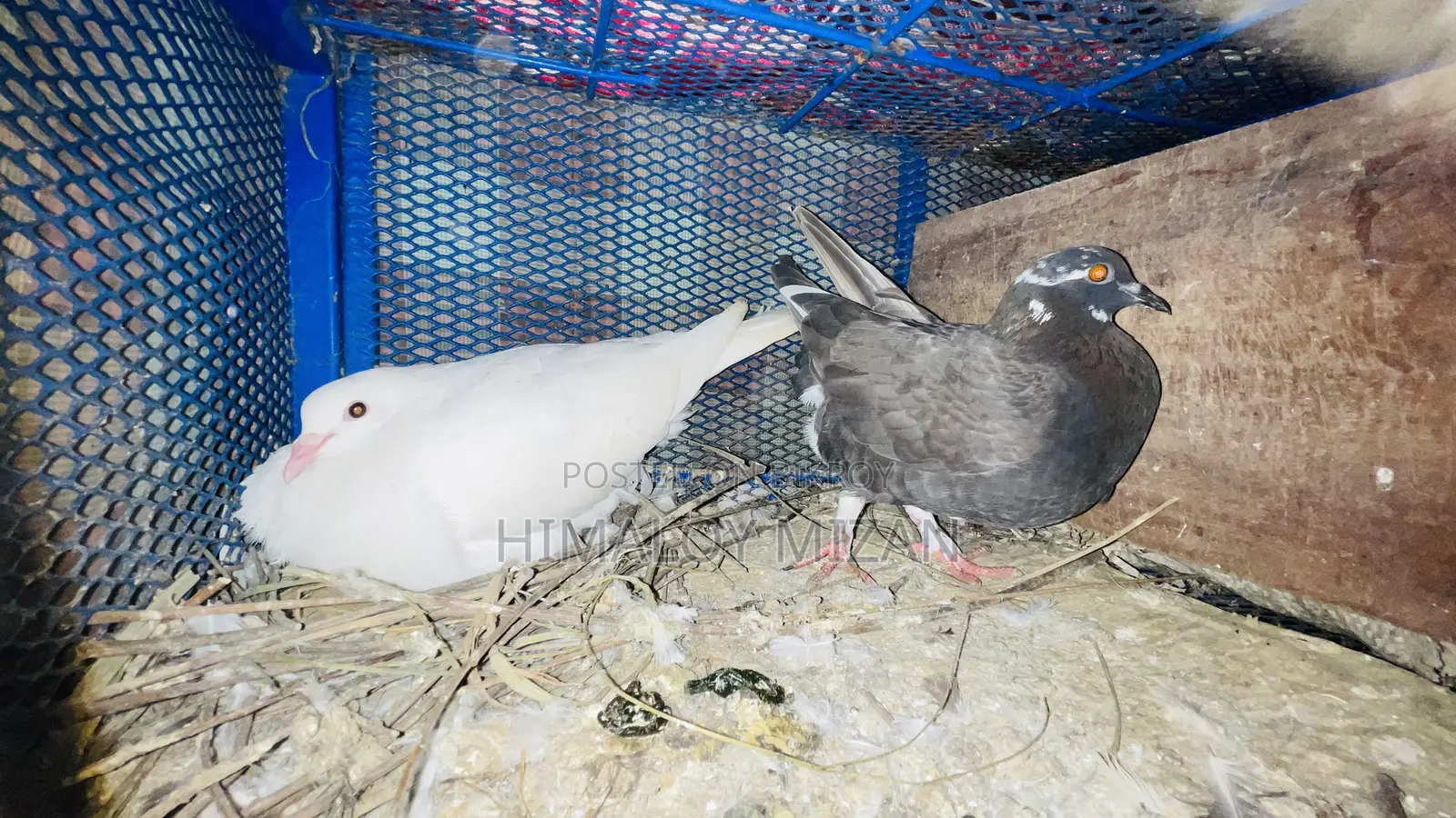 Pigeons for sale