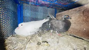 Pigeons for sale