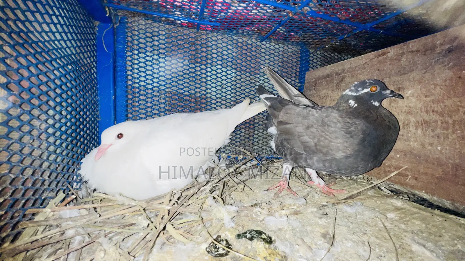 Pigeons for sale