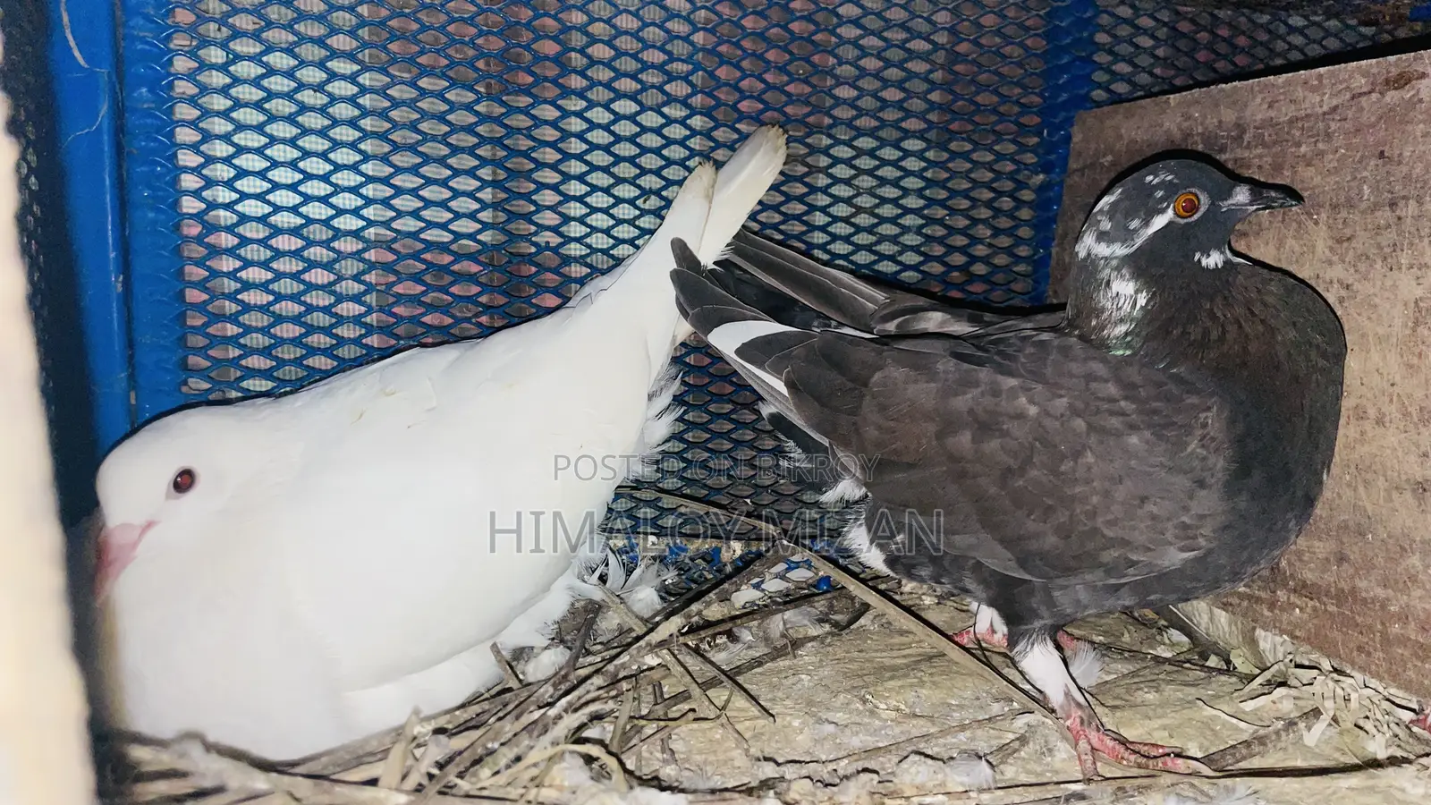 Pigeons for sale