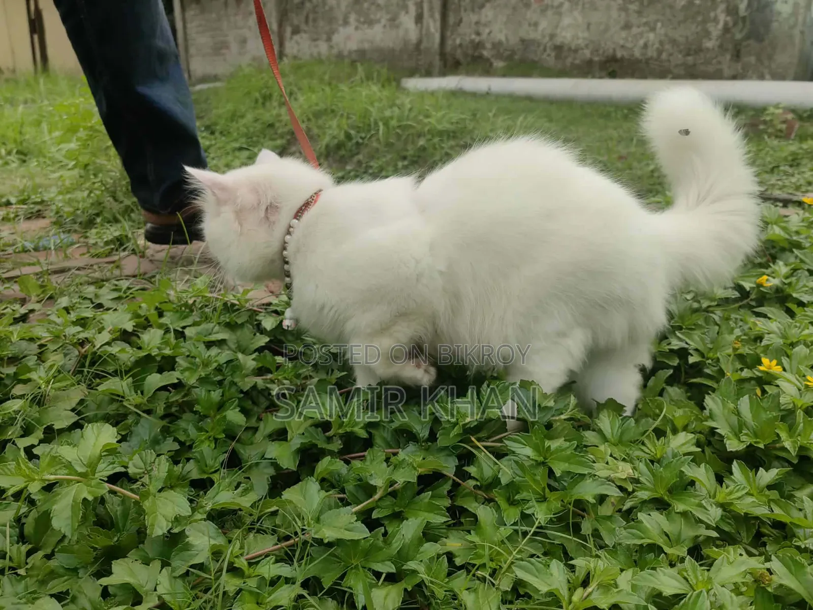 6-12 months Male Mixed Breed Persian