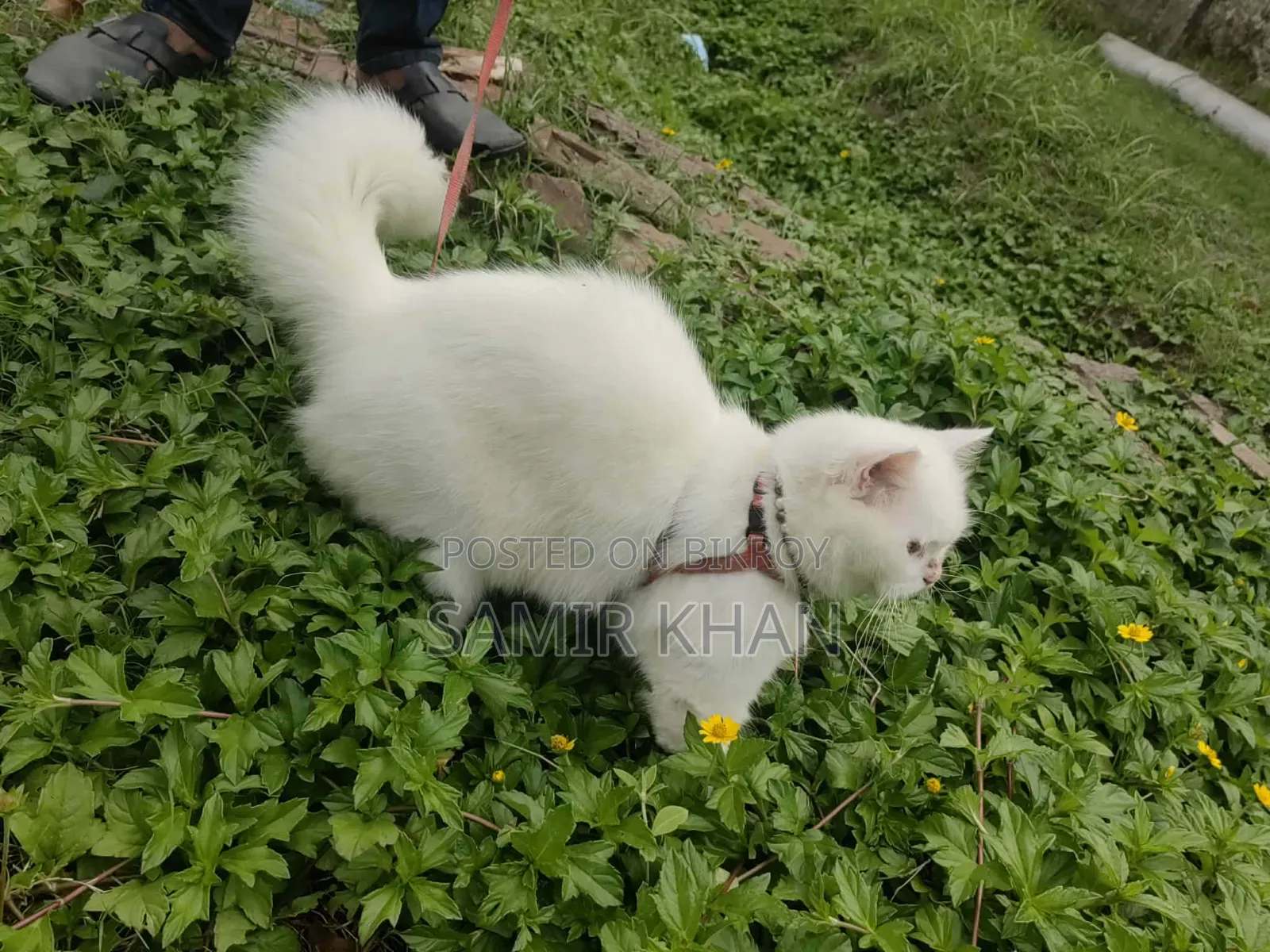 6-12 months Male Mixed Breed Persian