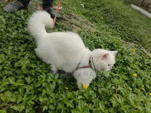 6-12 months Male Mixed Breed Persian