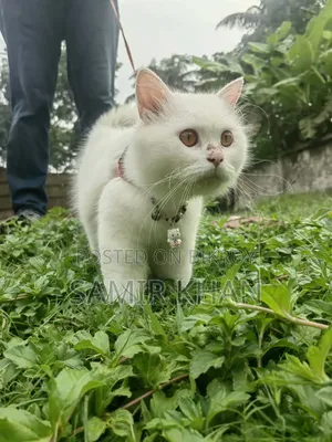 6-12 months Male Mixed Breed Persian