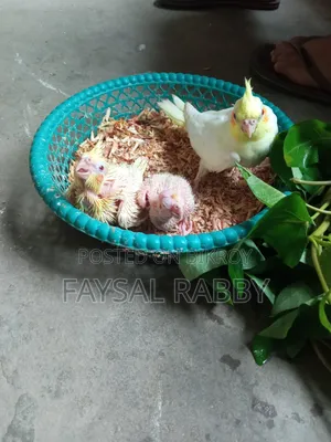 বেবি লুটিনো ককাটেল