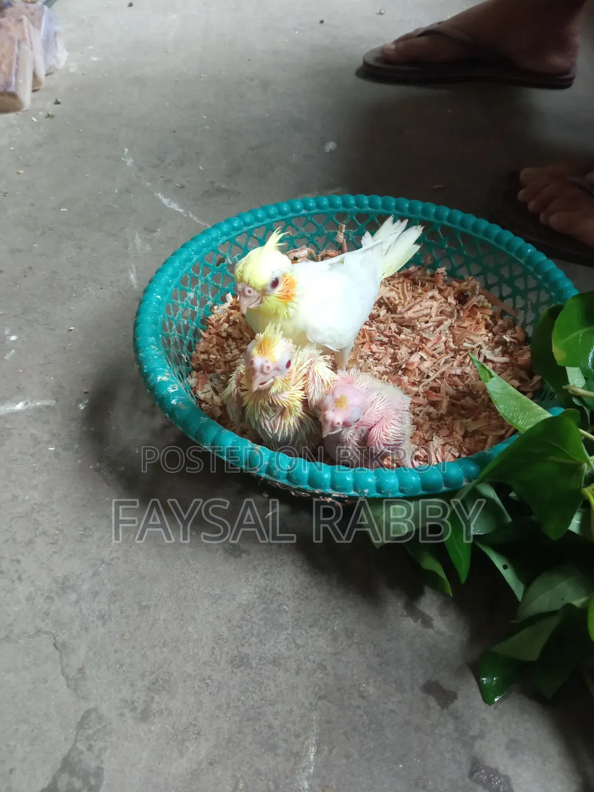 বেবি লুটিনো ককাটেল