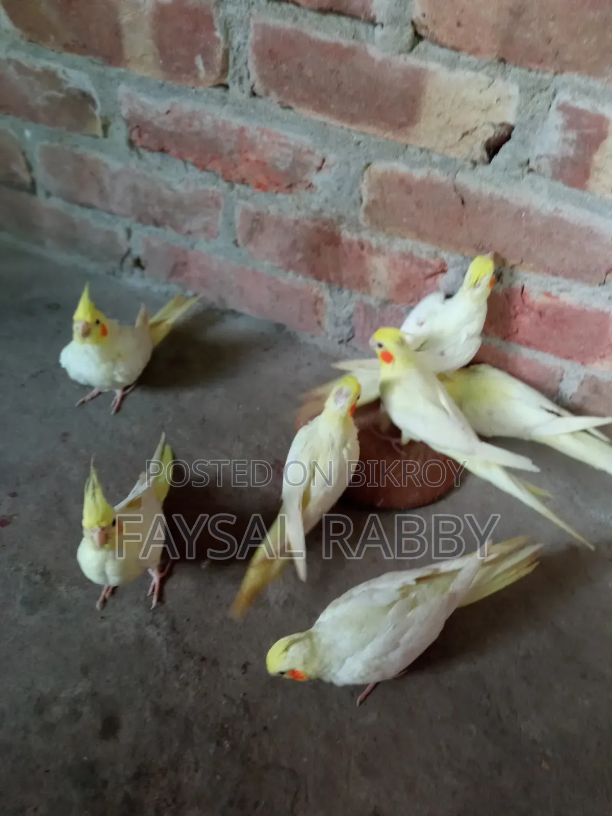 বেবি লুটিনো ককাটেল