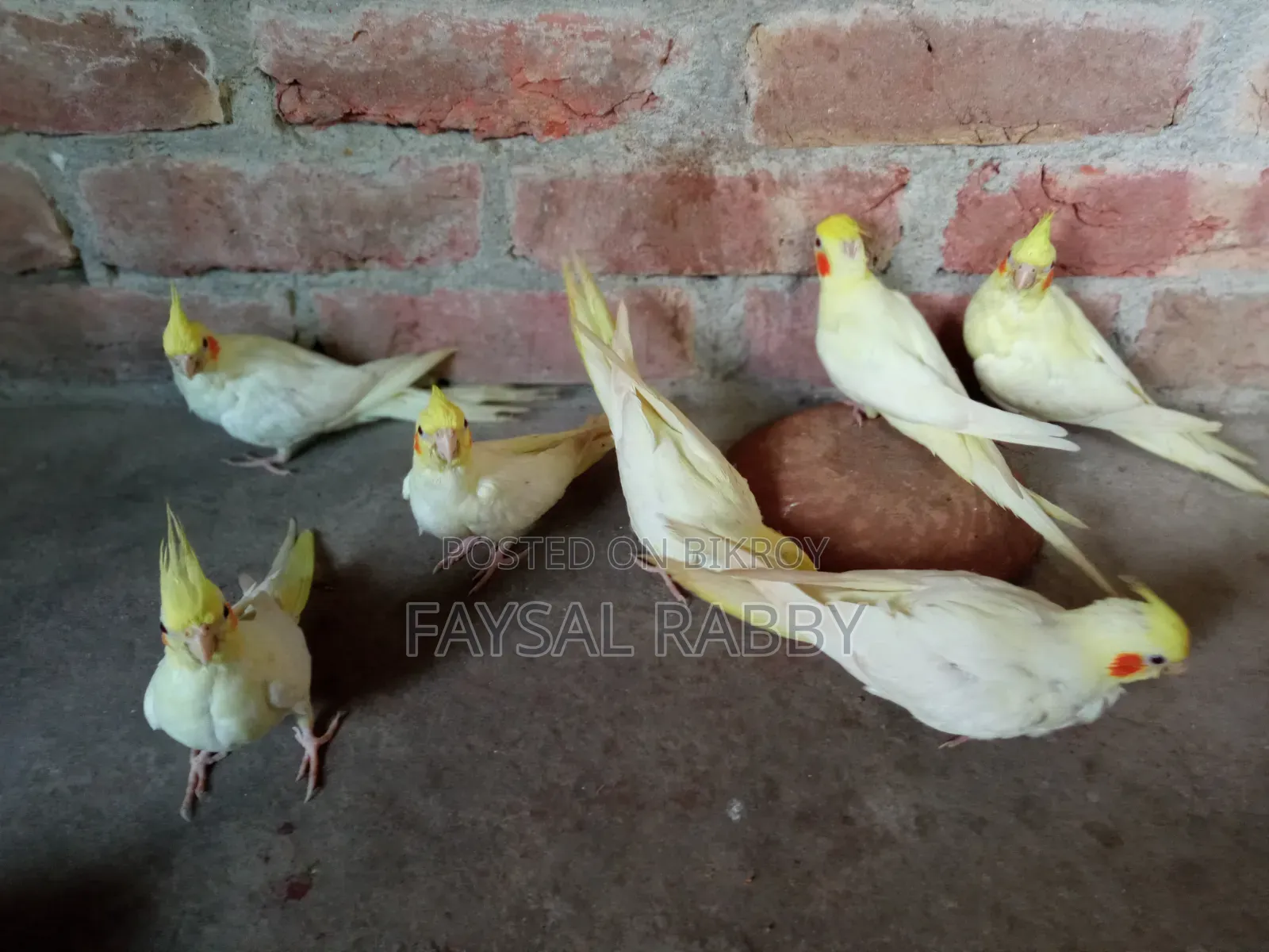 বেবি লুটিনো ককাটেল