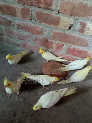 বেবি লুটিনো ককাটেল