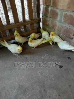 বেবি লুটিনো ককাটেল