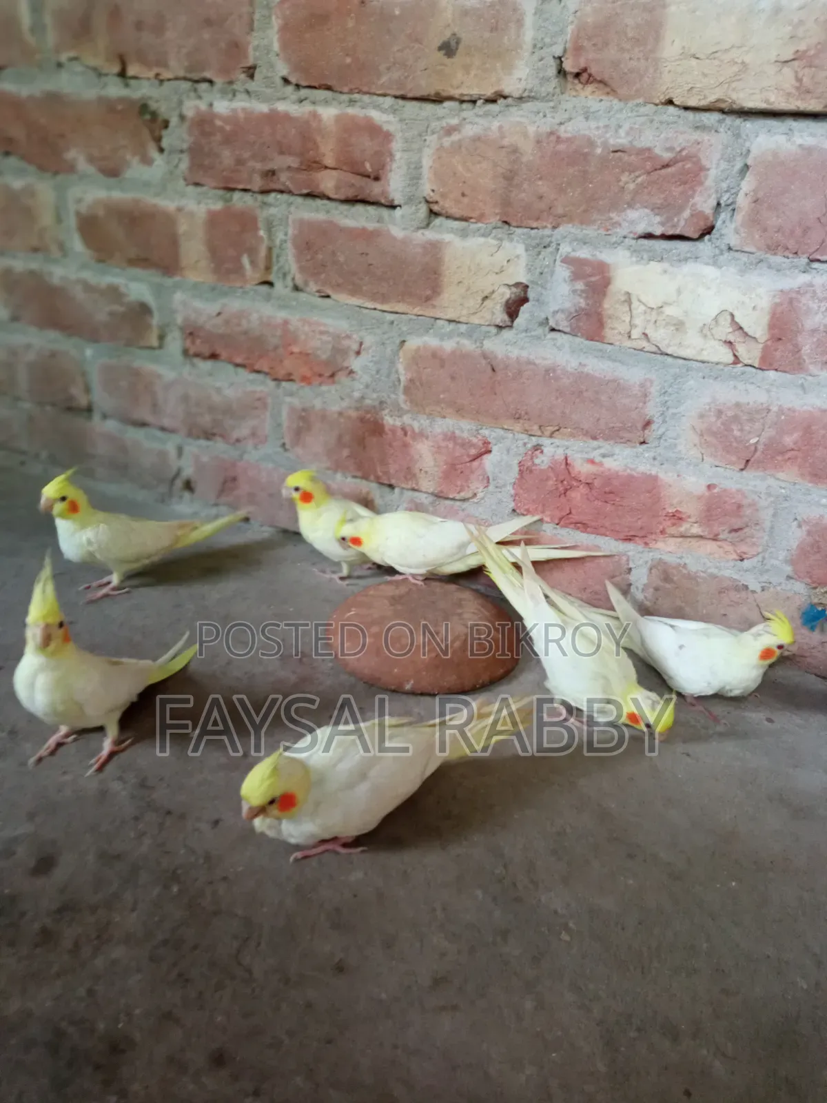 বেবি লুটিনো ককাটেল