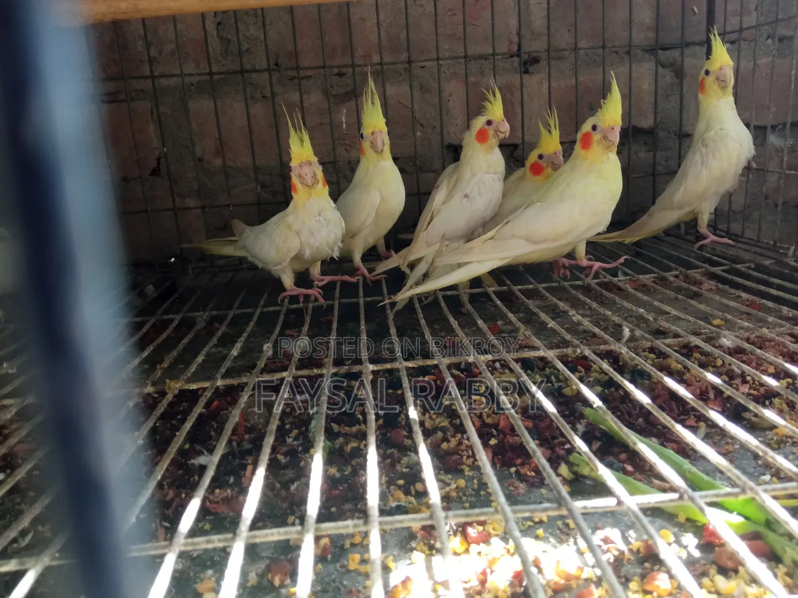বেবি লুটিনো ককাটেল