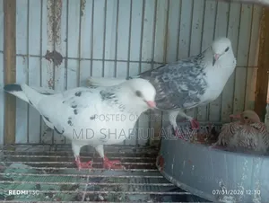 Bangla Pigeon Running Pair