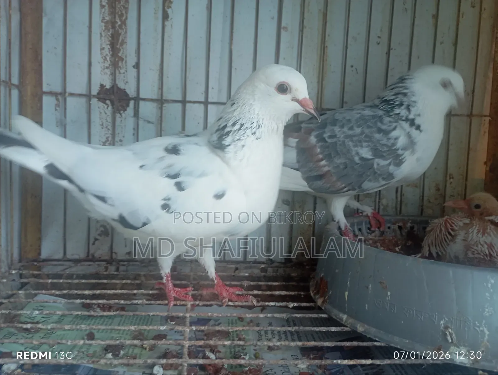 Bangla Pigeon Running Pair