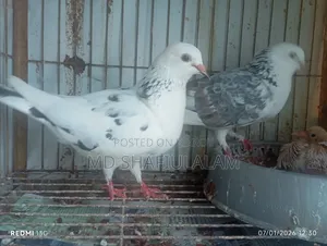 Bangla Pigeon Running Pair