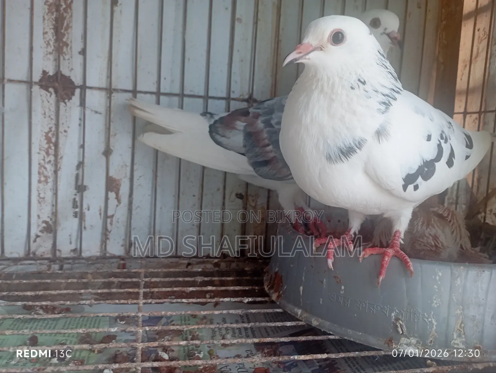 Bangla Pigeon Running Pair