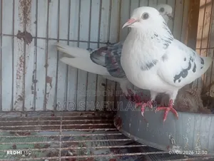 Bangla Pigeon Running Pair