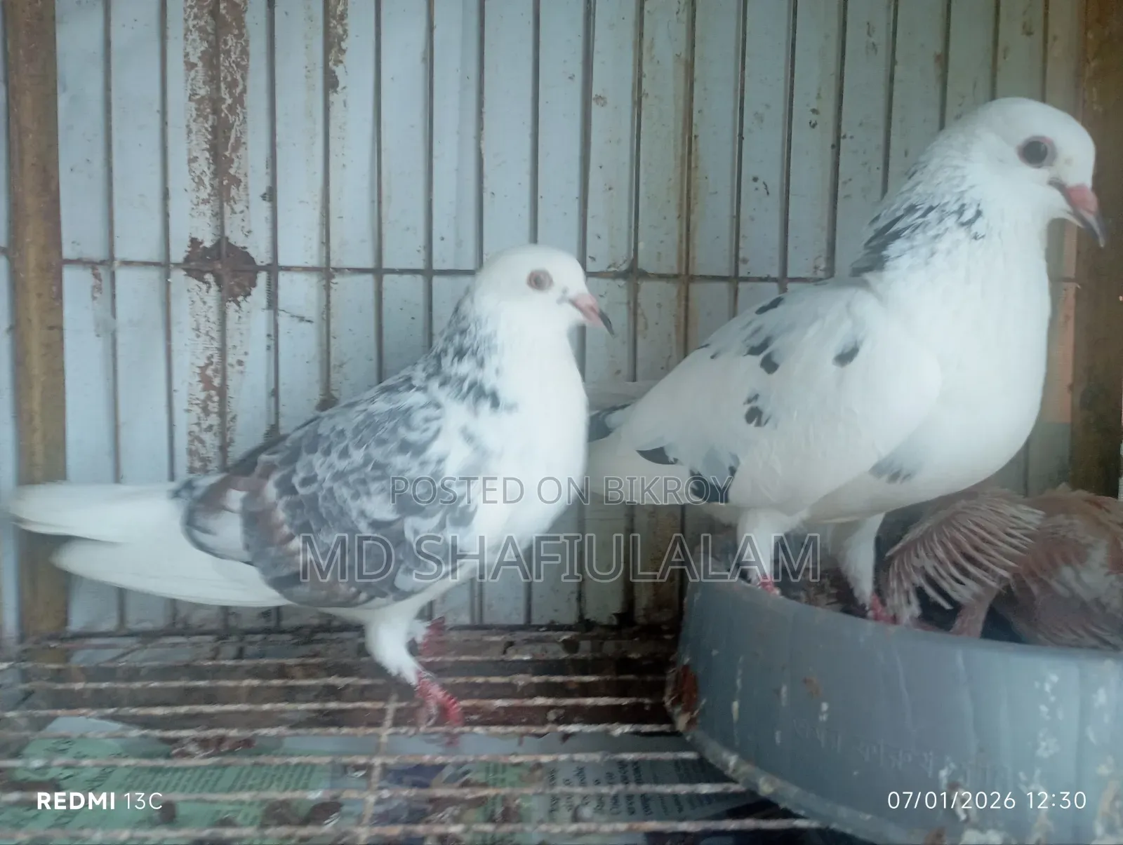 Bangla Pigeon Running Pair