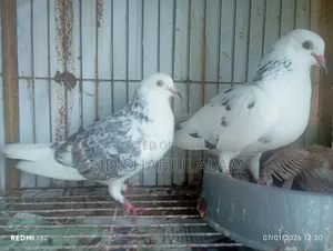 Bangla Pigeon Running Pair