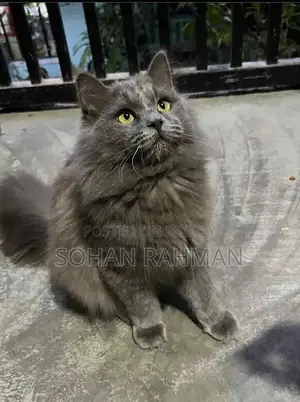6-12 Months Male Purebred Persian Cat