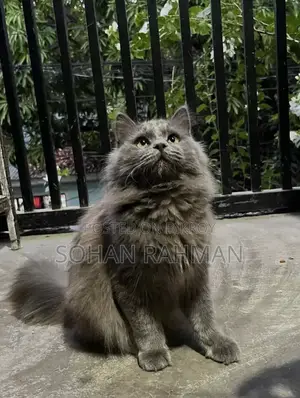 6-12 Months Male Purebred Persian Cat