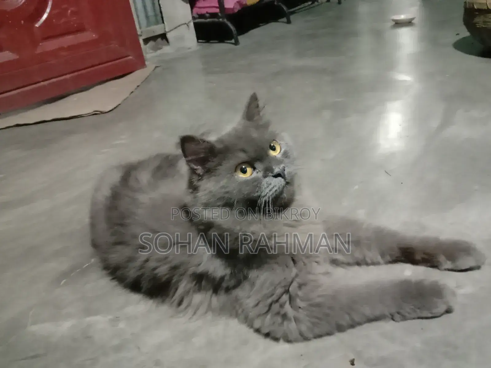 6-12 Months Male Purebred Persian Cat