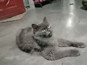 6-12 Months Male Purebred Persian Cat