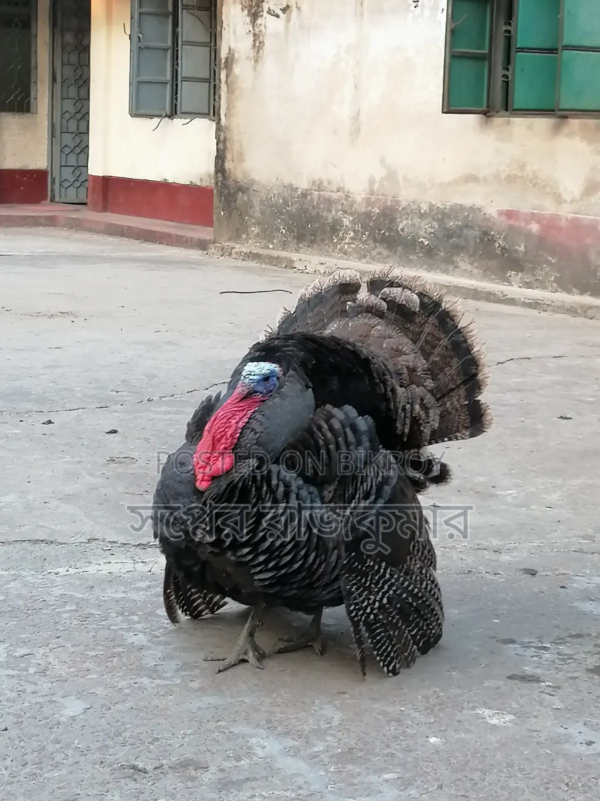 Fresh and healthy farm turkey rooster for sale!