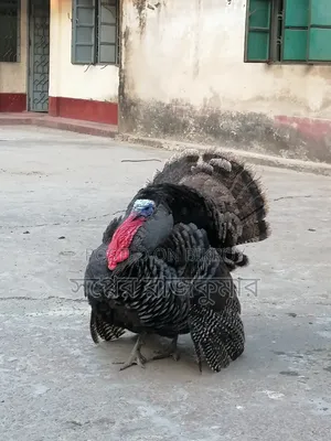 Fresh and healthy farm turkey rooster for sale!