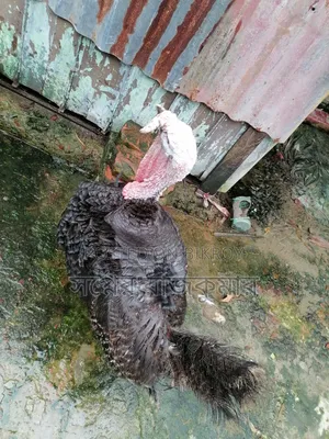 Fresh and healthy farm turkey rooster for sale!