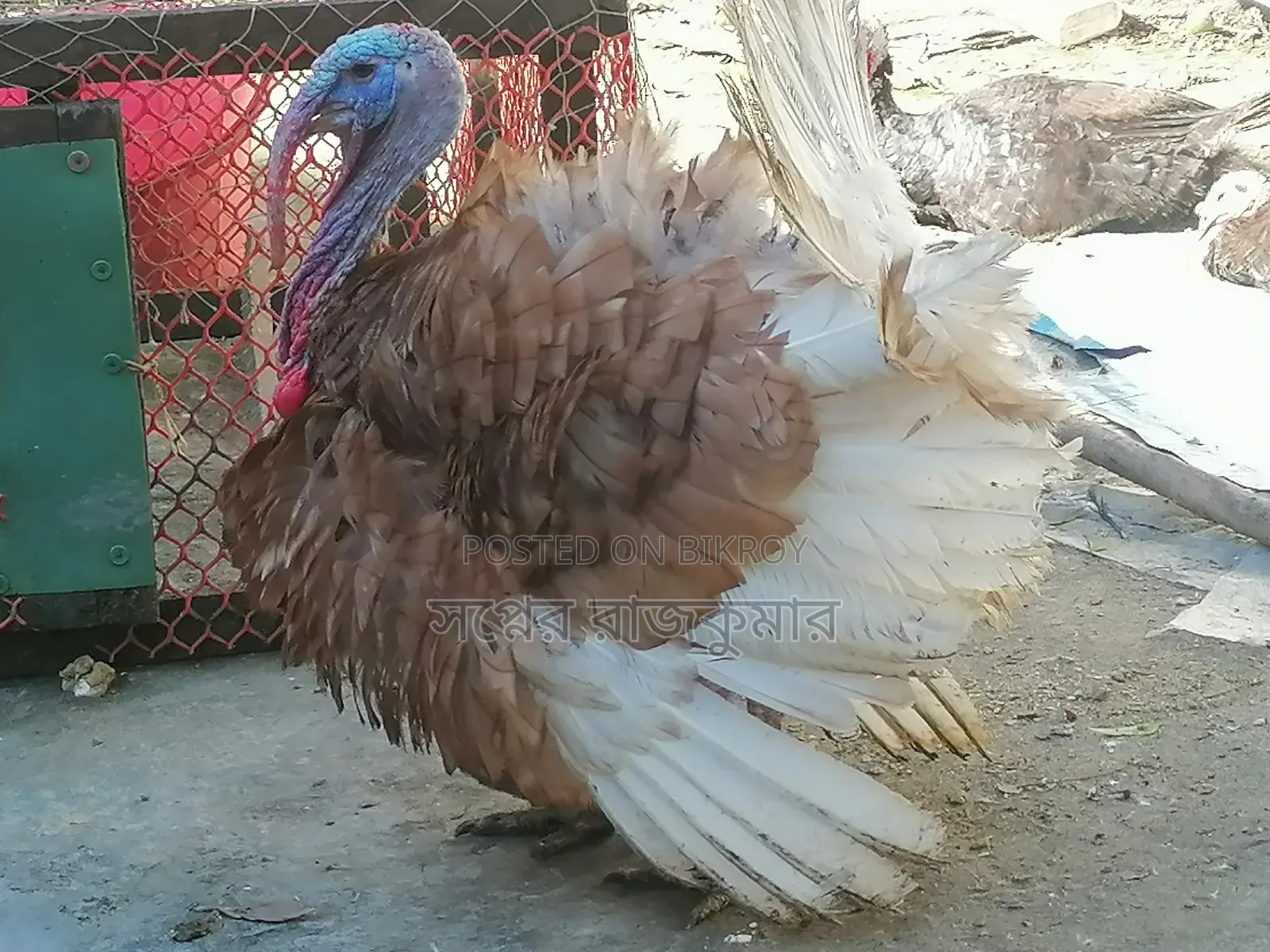Fresh and healthy farm turkey rooster for sale!