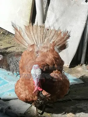Fresh and healthy farm turkey rooster for sale!