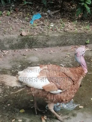 Fresh and healthy farm turkey rooster for sale!