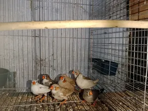 New Adult Finch Pair