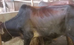 আদাতো ডেকা বিক্রি হবে সিলেট দককিন সুরমা ৮৫০০০যোগাযোগ