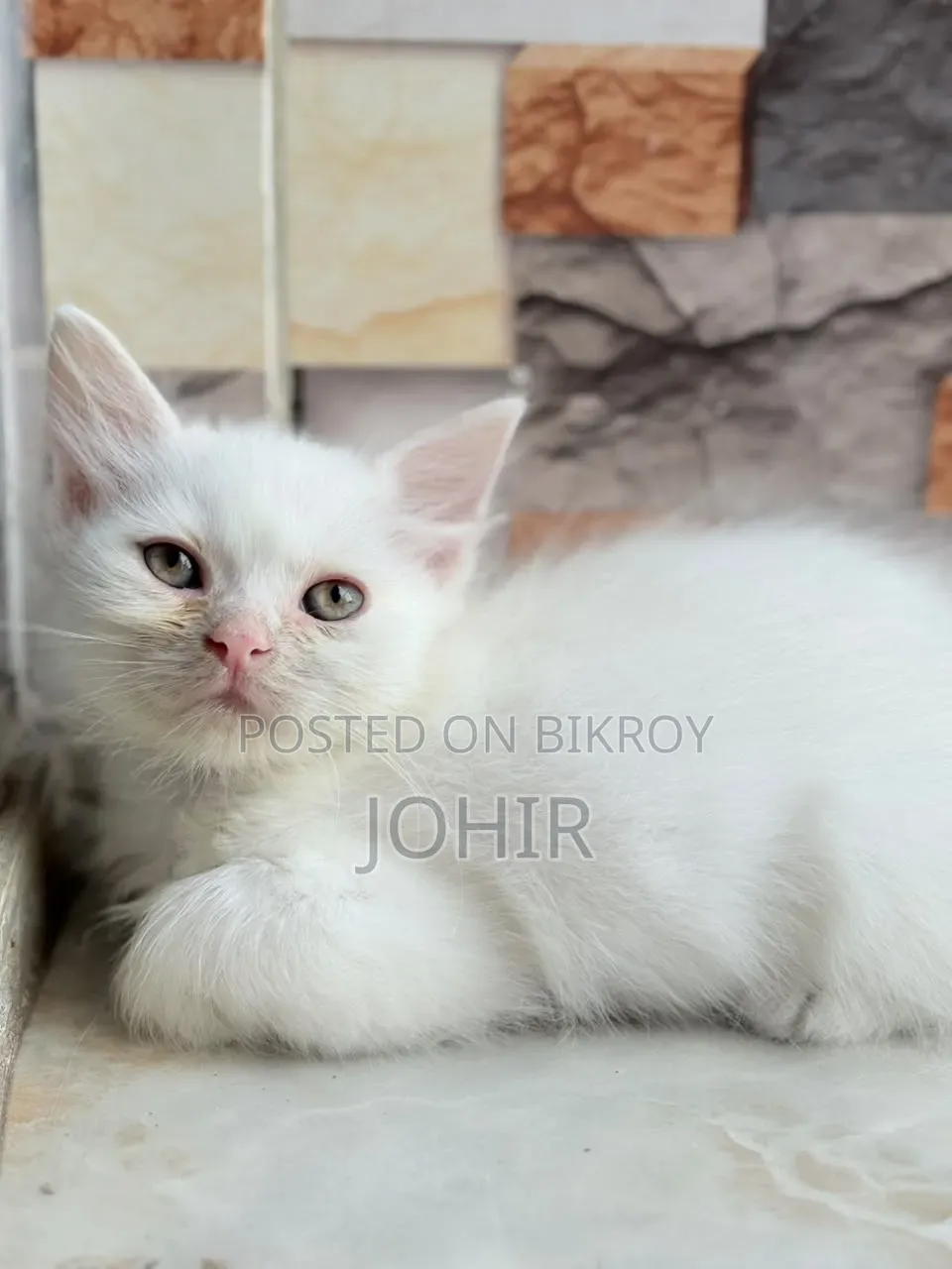 1-3 Months Male Purebred Persian