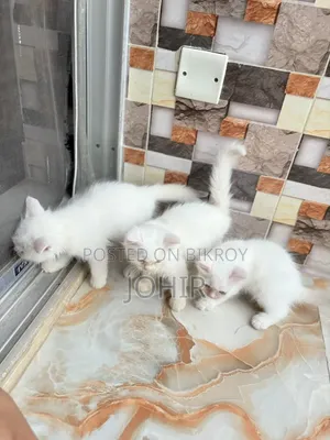 1-3 Months Male Purebred Persian