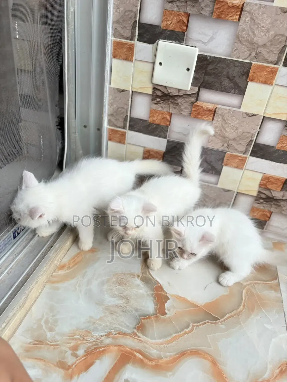 1-3 Months Male Purebred Persian