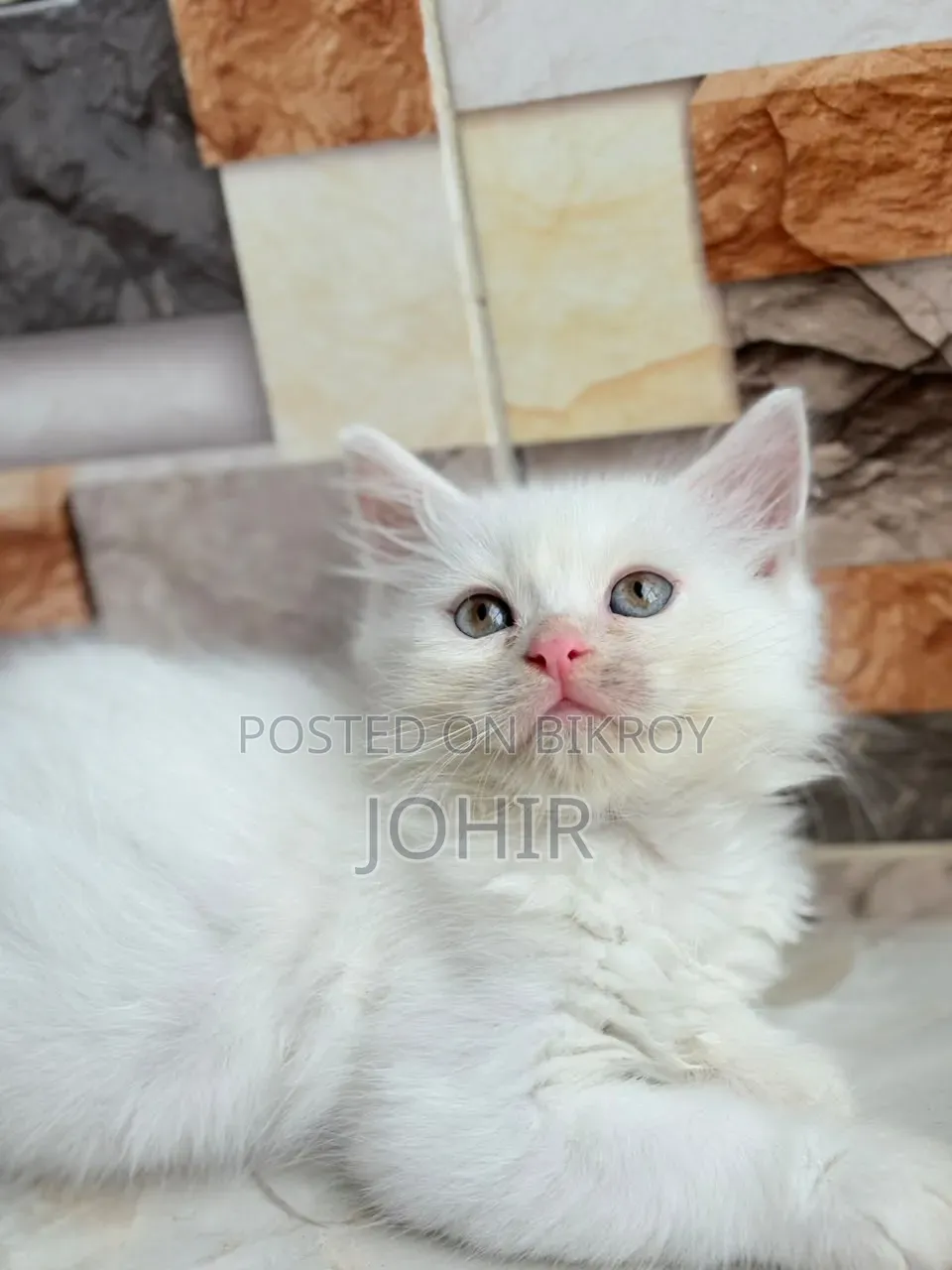 1-3 Months Male Purebred Persian