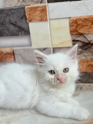 1-3 Months Male Purebred Persian