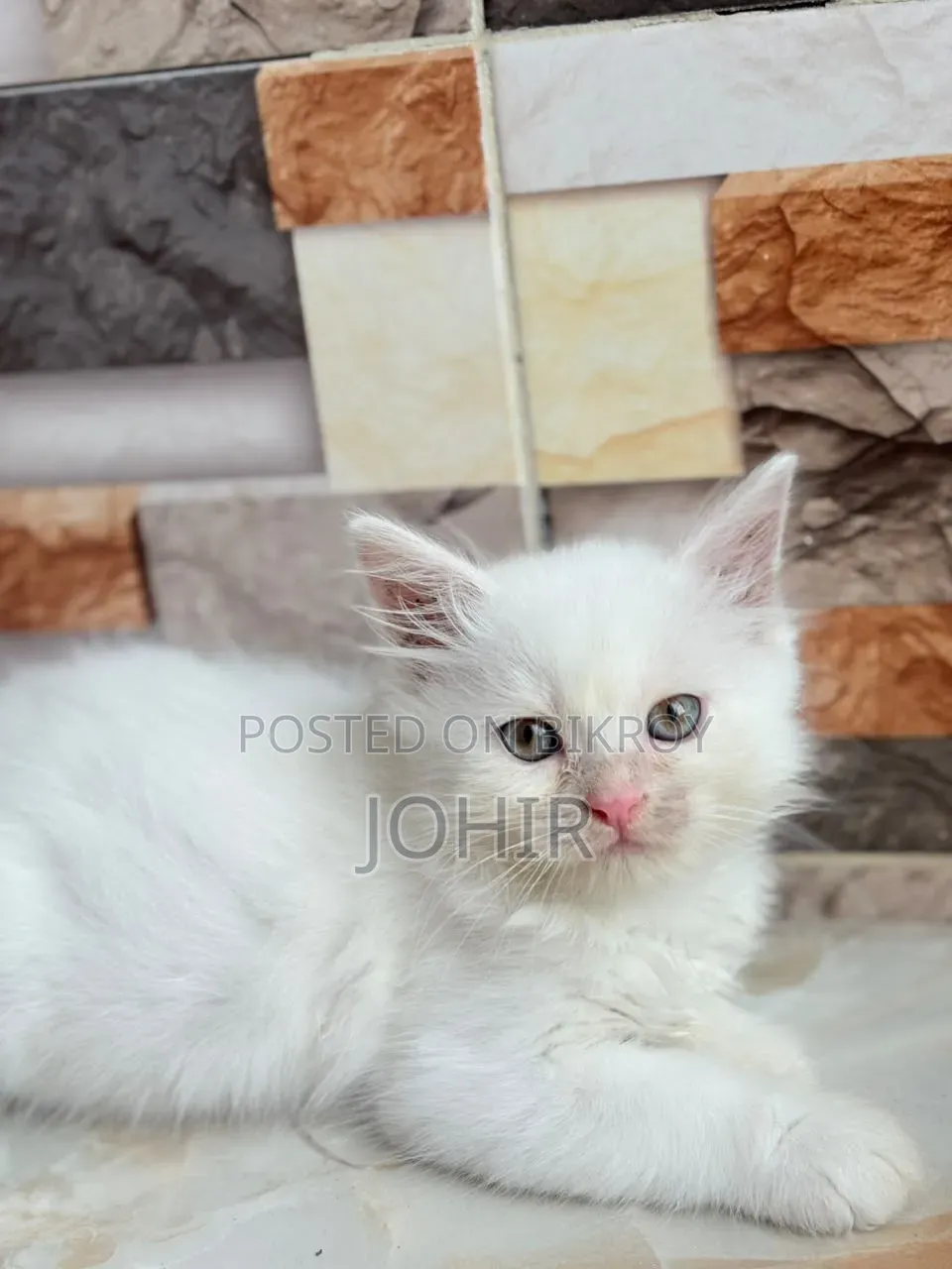 1-3 Months Male Purebred Persian