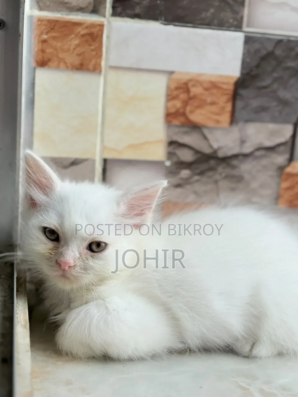 1-3 Months Male Purebred Persian
