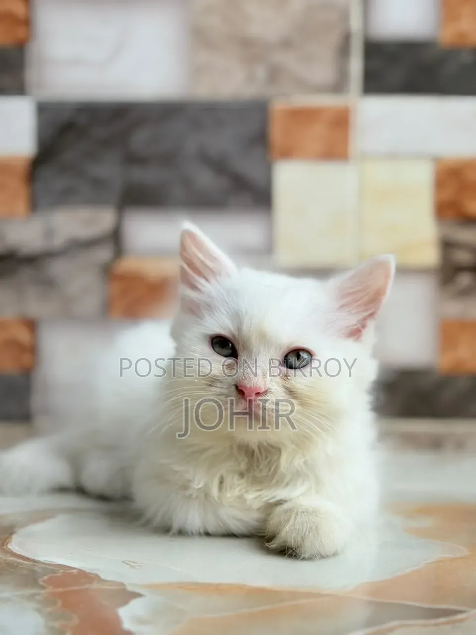 1-3 Months Male Purebred Persian