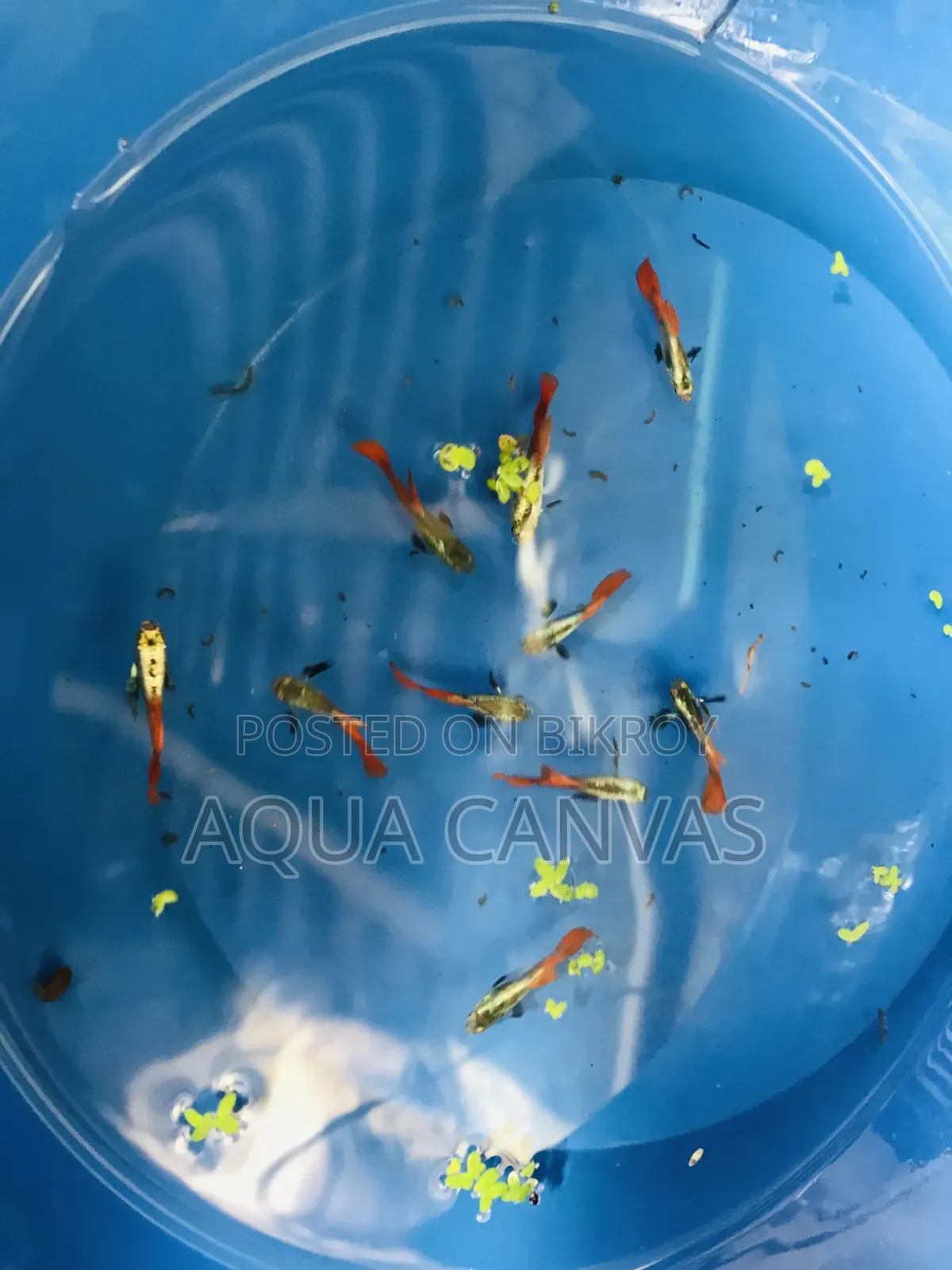 Piece Rtp fish